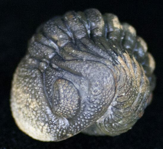 Bumpy, Enrolled Barrandeops (Phacops) Trilobite #11285